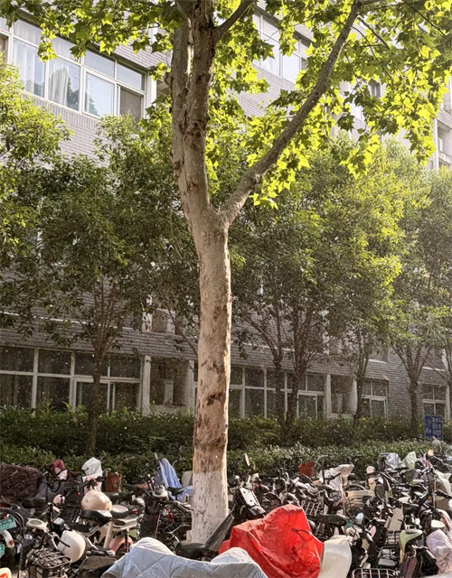 详细展示