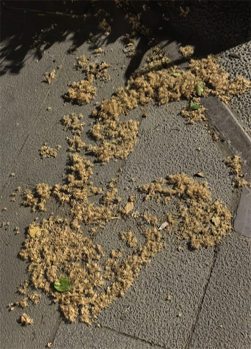细节介绍
